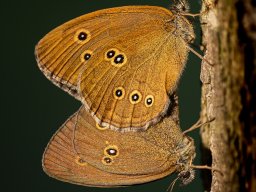 Török Gabriella - Romantika